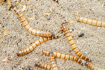 King mealworm (zophobas morio) is a popular feed ingredient that is widely used to give to reptiles, songbirds and other poultry.