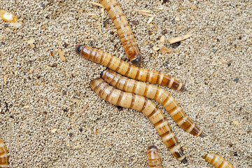 King mealworm (zophobas morio) is a popular feed ingredient that is widely used to give to reptiles, songbirds and other poultry.