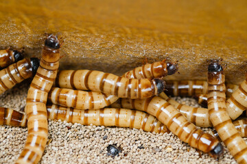 King mealworm (zophobas morio) is a popular feed ingredient that is widely used to give to...