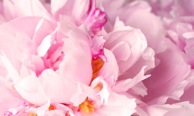 Pion flower close up, pink flower background 
