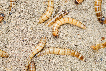 King mealworm (zophobas morio) is a popular feed ingredient that is widely used to give to reptiles, songbirds and other poultry.