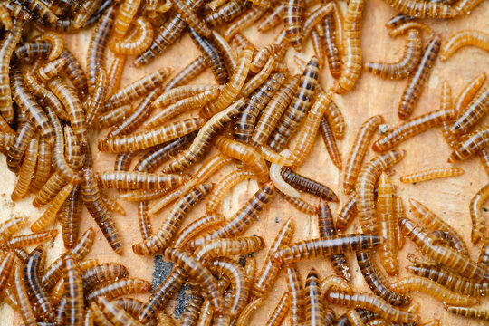 Larvae of alphitobius diaperinus is a popular feed ingredient that is widely used to give to reptiles, songbirds and other poultry.