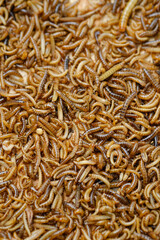 Larvae of alphitobius diaperinus is a popular feed ingredient that is widely used to give to reptiles, songbirds and other poultry.