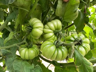 Vegetables are edible plants or plant parts that are consumed as food. They come in a variety of colors, textures, and flavors, providing essential nutrients such as vitamins, minerals, fiber, and ant