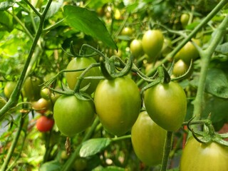 Vegetables are edible plants or plant parts that are consumed as food. They come in a variety of colors, textures, and flavors, providing essential nutrients such as vitamins, minerals, fiber, and ant