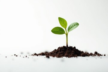 Tiny, delicate sprout with visible root system, against pure white backdrop , agriculture, botany