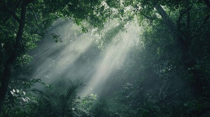 Obraz premium Mystical Sunbeams Piercing Through Lush Rainforest Canopy