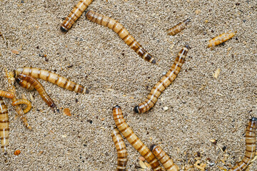 King mealworm (zophobas morio) is a popular feed ingredient that is widely used to give to...