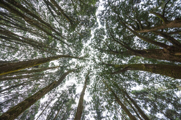 Stunning Perspective From Bottom Of A Dense Forest