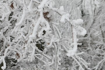 Detail of winter branches of naked broadleaf tree covered with thick layer of icing. 