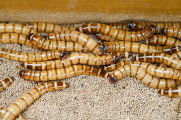 King mealworm (zophobas morio) is a popular feed ingredient that is widely used to give to reptiles, songbirds and other poultry.