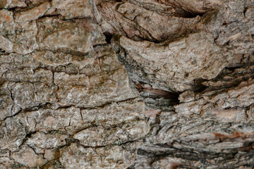 Kora starego drzewa w powiększeniu, makro roślin