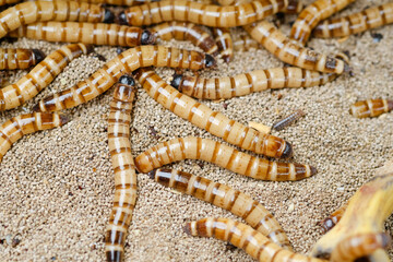 King mealworm (zophobas morio) is a popular feed ingredient that is widely used to give to reptiles, songbirds and other poultry.