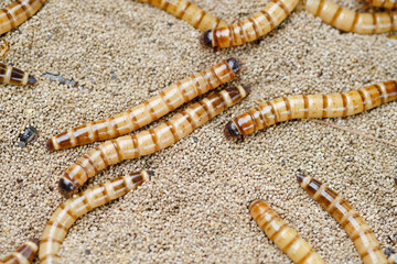 King mealworm (zophobas morio) is a popular feed ingredient that is widely used to give to reptiles, songbirds and other poultry.