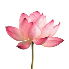 Fototapeta premium Beautiful Pink Lotus Flower with Delicate Petals and Green Stem