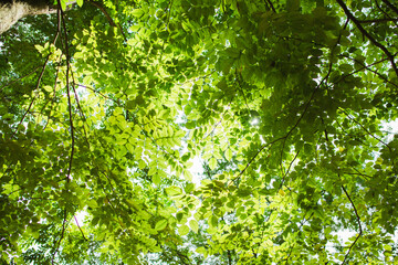 Fototapeta premium The sunlight shines through the green leaf background of the forest.
