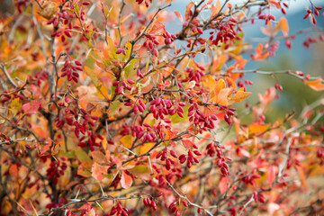 Close-up of a sour thistle with ripe berries colored in autumnal hues - selective focus