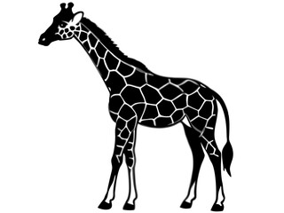 Naklejka premium giraffe isolated on white