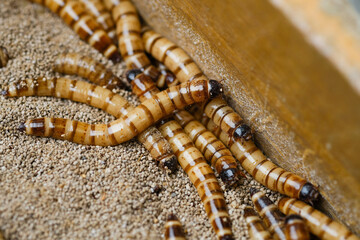 King mealworm (zophobas morio) is a popular feed ingredient that is widely used to give to reptiles, songbirds and other poultry.