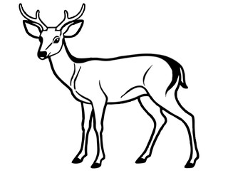 deer vector illustration