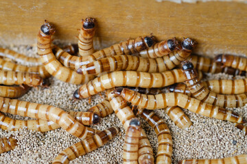 King mealworm (zophobas morio) is a popular feed ingredient that is widely used to give to reptiles, songbirds and other poultry.