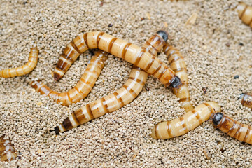 King mealworm (zophobas morio) is a popular feed ingredient that is widely used to give to reptiles, songbirds and other poultry.