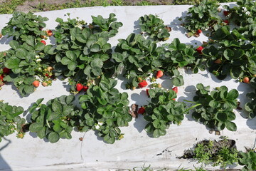 Filed on farm with red strawberry