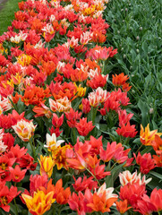 Tulip called Fun Colours mix. Glorious mix consists of the tulip Toronto and two of her colour-mutants Winnipeg and Quebec.