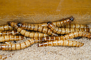 King mealworm (zophobas morio) is a popular feed ingredient that is widely used to give to reptiles, songbirds and other poultry.