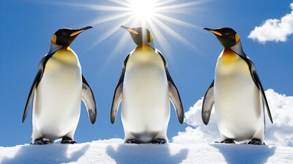 Obraz premium Antarctic penguins sunbathing, snowy landscape, bright sun