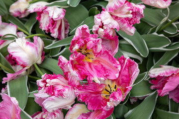 White and red tulip called Forbidden City.  Parrot group. Tulips are divided into groups that are defined by their flower features