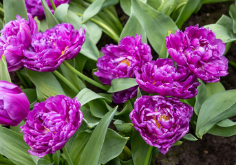 Obraz premium Tulip called Duoble flag, Double Early group. Tulips are divided into groups that are defined by their flower features