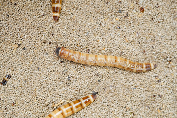 King mealworm (zophobas morio) is a popular feed ingredient that is widely used to give to reptiles, songbirds and other poultry.