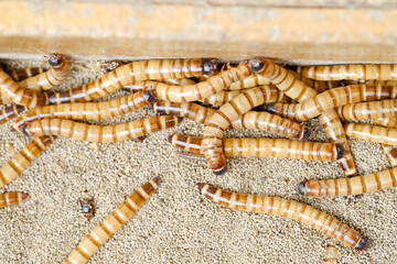 King mealworm (zophobas morio) is a popular feed ingredient that is widely used to give to...