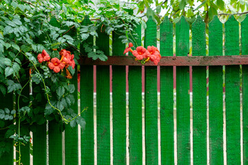 Green wooden fence entwined with flower