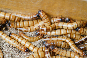 King mealworm (zophobas morio) is a popular feed ingredient that is widely used to give to reptiles, songbirds and other poultry.
