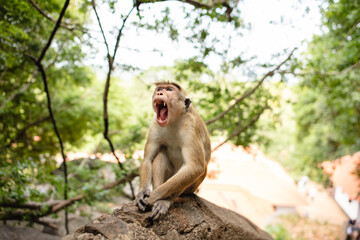 A monkey is sitting on a stone