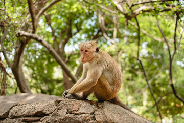 A monkey is sitting on a stone