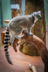 北海道　札幌市円山動物園　ワオキツネザル
