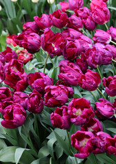 Purple tulips called Purple Stone. Triumph  group. Tulips are divided into groups that are defined by their flower features