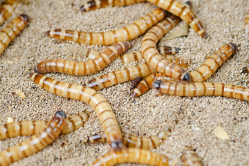 Obraz premium King mealworm (zophobas morio) is a popular feed ingredient that is widely used to give to reptiles, songbirds and other poultry.