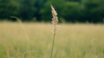 Fototapeta premium Tall grass, field, summer, nature, bokeh background, peaceful scene, stock photo