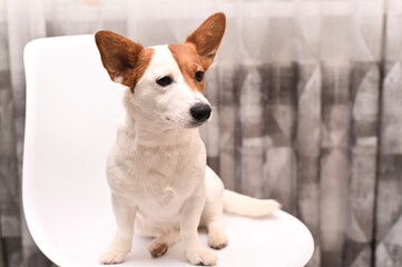 A Jack Russell Terrier dog sits on a chair in an apartment