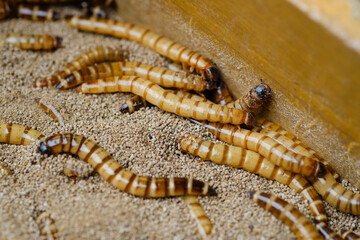 King mealworm (zophobas morio) is a popular feed ingredient that is widely used to give to reptiles, songbirds and other poultry.
