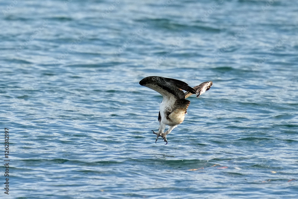 Poster osprey is hunting a fish