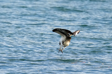 osprey is hunting a fish