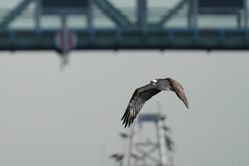 osprey is hunting a fish