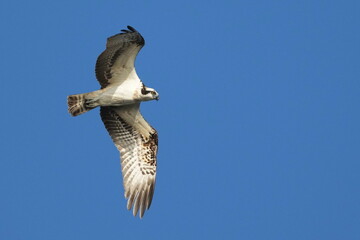 osprey is hunting a fish