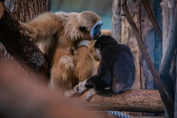 北海道　札幌市円山動物園　　テナガザル