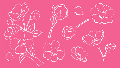 Set line illustrations sakura flowers and branches. Cherry blossoms. Line art. Hanami, cherry blossom festival. © miss LEMON